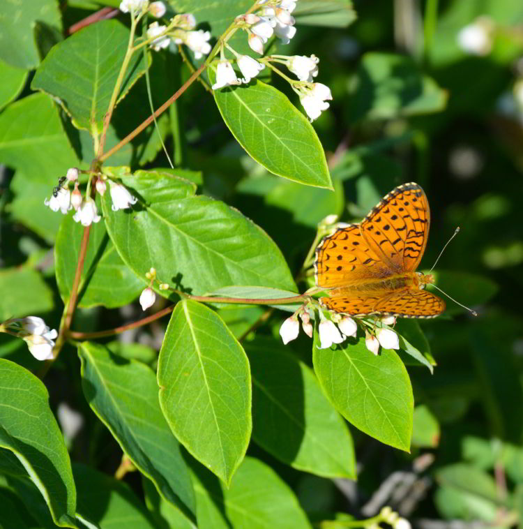 An image of a  northwestern fritallary butterfly . 