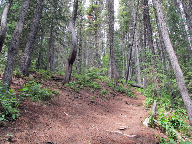 An image of the Allstones Lake trail - a steep section - in Alberta, Canada. 