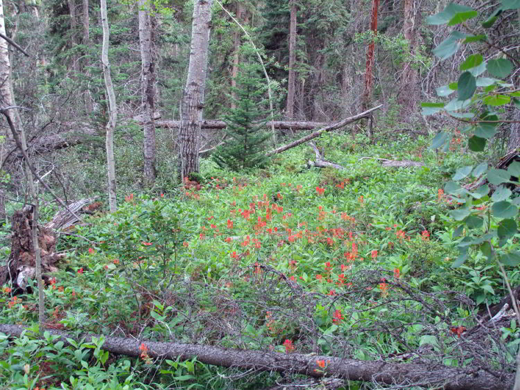 An image of wildflowers on the Allstones Lake Trail in Bighorn Backcountry in Alberta, Canada. 