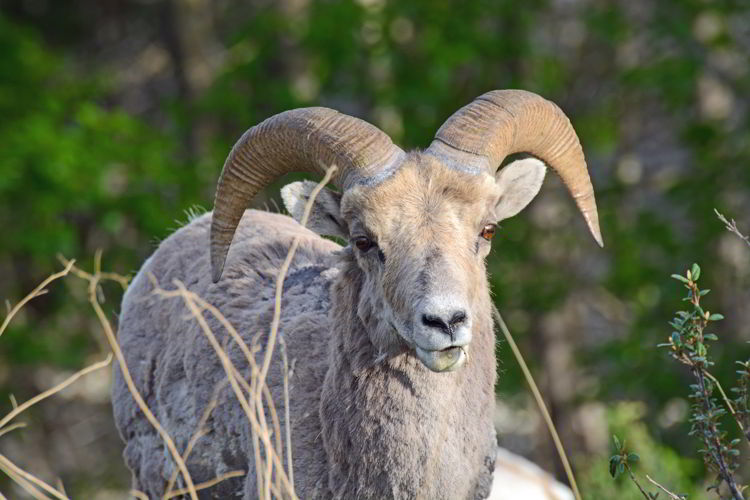An image of a bighorn sheep. 