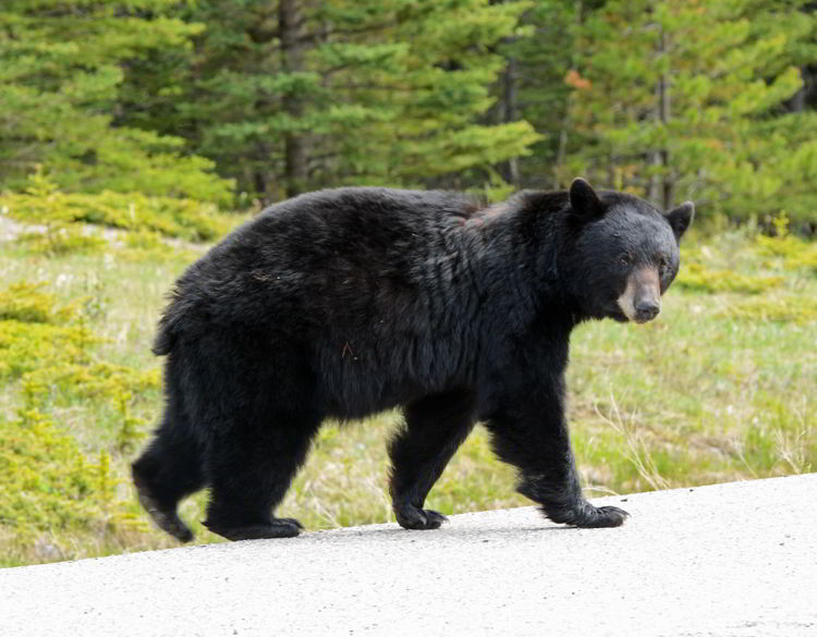 An image of a black bear crossing the highway near Abraham Lake in Alberta, Canada.