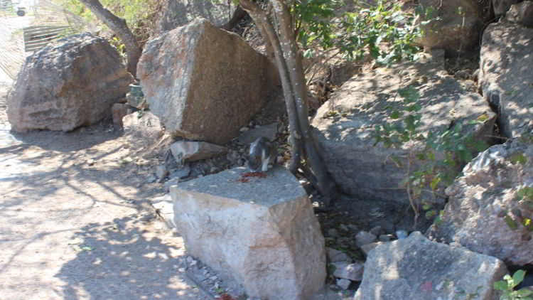 An image of a kitten at El Faro in Mazatlan, Mexico. 