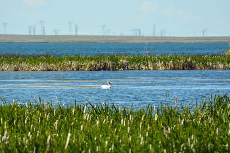 An image of an American white pelican on Lake Newell at Kinbrook Island Provincial Park near Brooks, Alberta, Canada. 