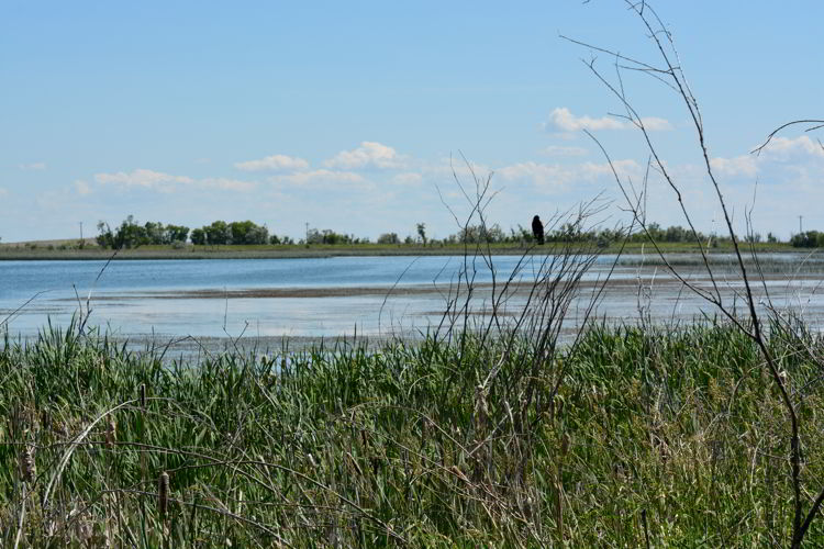 An image of the marsh near Lake Newell near Brooks, Alberta, Canada. 