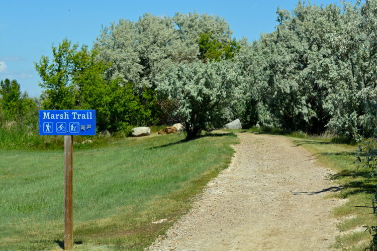 An image of the sign for the marsh trail at Kinbrook Island Provincial Park near Brooks, Alberta, Canada. 