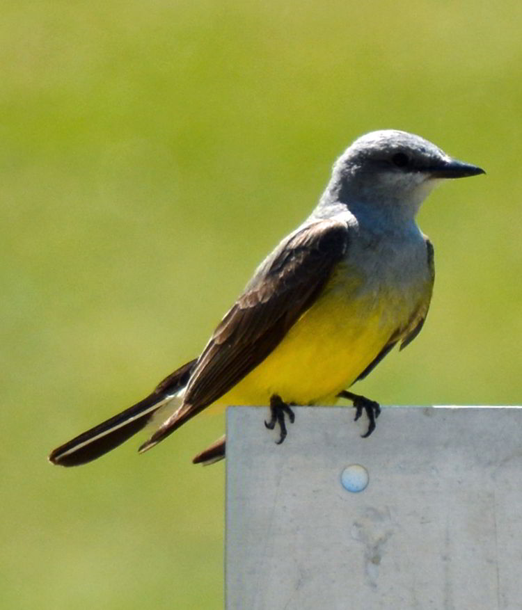 An image of a western kingbird at Kinbrook Island Provincial Park near Brooks, Alberta, Canada. 