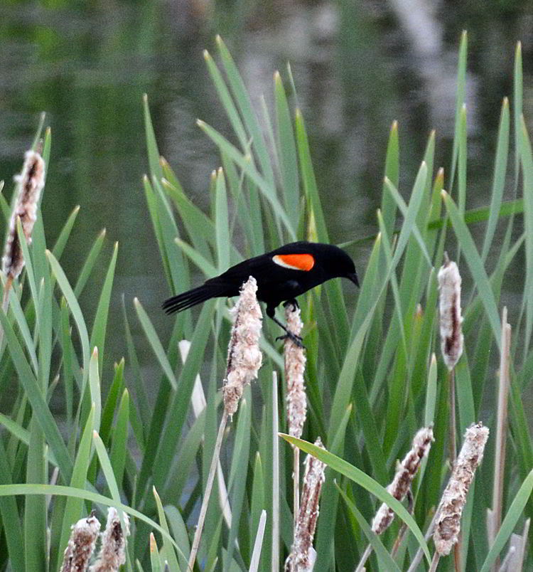 An image of a red-winged blackbird in the marsh by Lake Newell near Brooks, Alberta, Canada. 