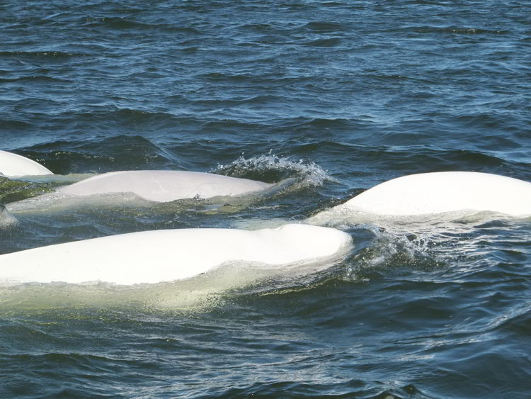 An image of beluga whales in the Hudson Bay near Churchill, Manitoba, Canada. 