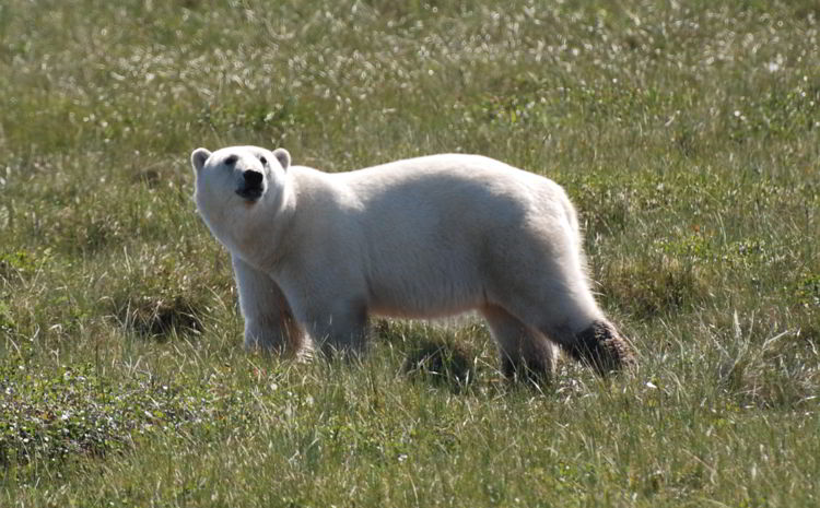 An image of a female polar bear near Churchill, Manitoba, Canada in summer. Polar bear watching.