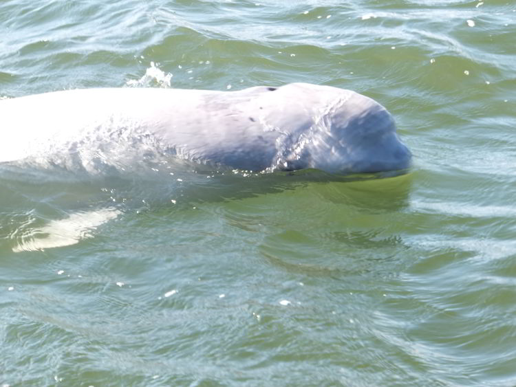 An image of a beluga whale in the Hudson Bay near Churchill, Manitoba, Canada. 