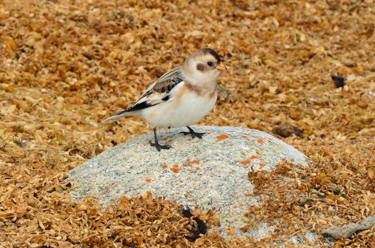An image of a snow bunting bird seen in Churchill, Manitoba, Canada. 