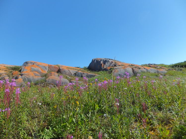 An image of the tundra flowers and lichen near Churchill, Manitoba, Canada. 