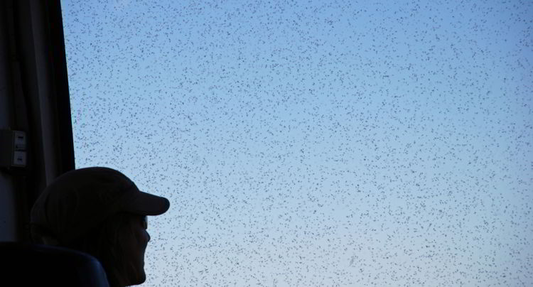 An image of the bugs on the tundra in summer in Churchill, Manitoba, Canada.  Polar bear watching. 