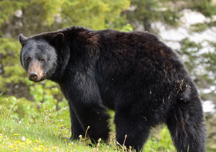 An image of a black bear.