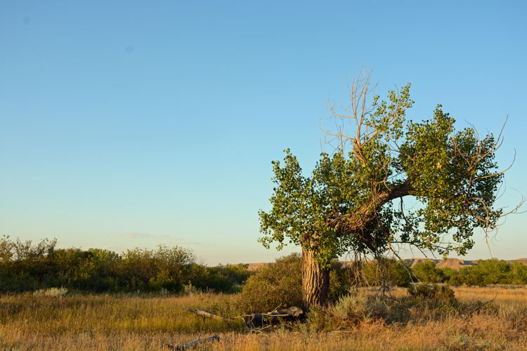 An image of an old gnarly cottonwood tree at Police Point Park in Medicine Hat, Alberta, Canada.  