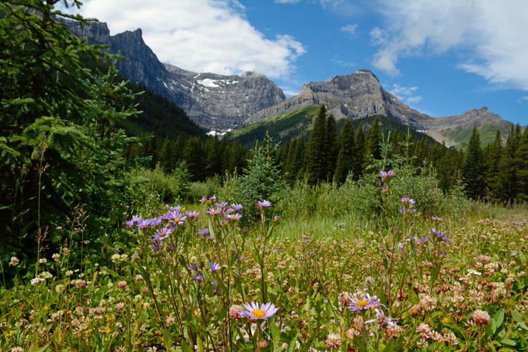 An image of Peter Lougheed Provincial Park in Kananaskis, Alberta, Canada. Kananaskis Trail - Alberta Road trips