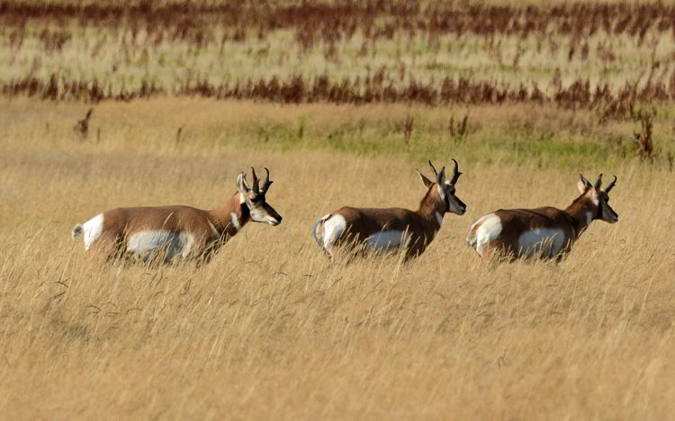 An image of three pronghorns near Medicine Hat, Alberta, Canada. 