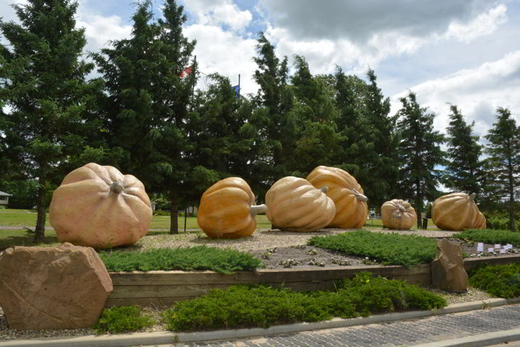 An image of the Smoky Lake giant pumpkins. Alberta road trips. Big things in Alberta. 