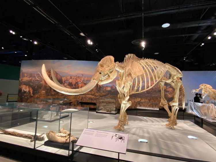 An image of a mammoth skeleton at the Royal Alberta Museum- Edmonton museums. 