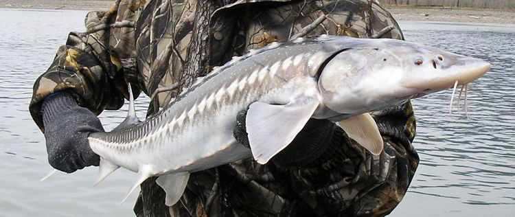 An image of a white sturgeon up close. 