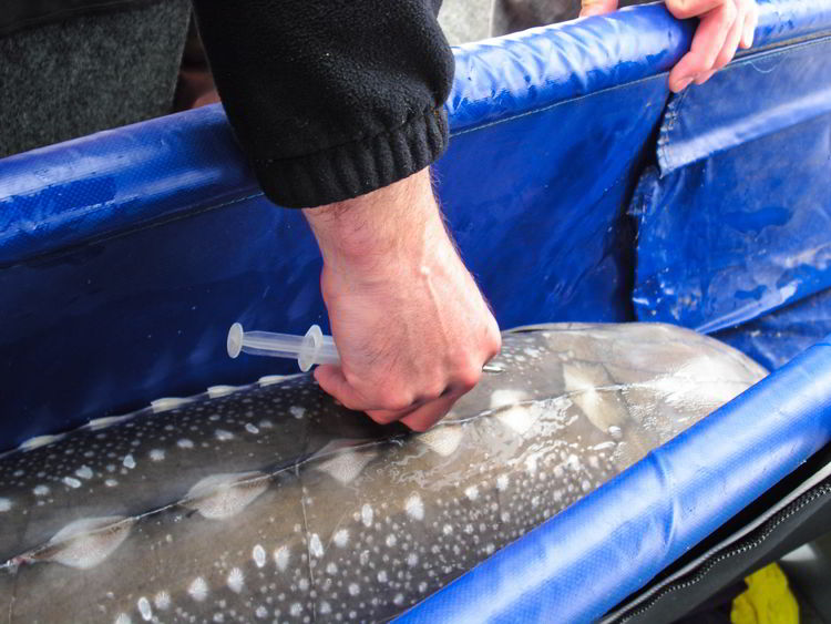 An image of a sturgeon being tagged with a PIT tag. 