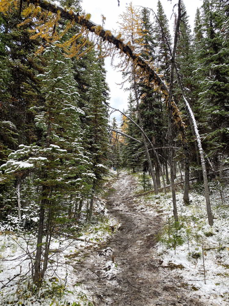 An image of a slippery winter hiking trail near Canmore, Alberta. 