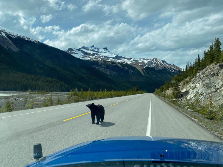 An image of a black bear on the Icefields Parkway in Jasper National Park in Alberta, Canada. 