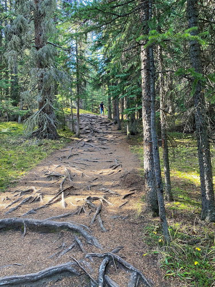 An image of the first section of trail on the Wilcox Pass hike on the Icefields Parkway in Jasper National Park in Alberta, Canada. 