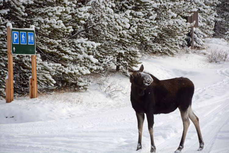 An image of a moose near Maligne Lake in Jasper National Park in Alberta, Canada. 