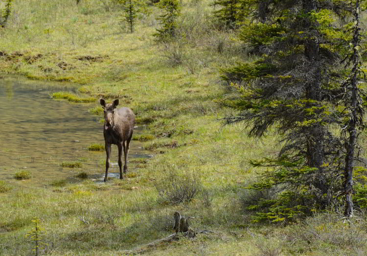 An image of a moose off the Icefields Parkway on the drive from Banff to Jasper in Alberta, Canada. 