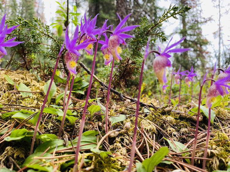 An image of Fairy Slipper Orchids (Calypso bulbosa) in Jasper National Park in Alberta, Canada. 