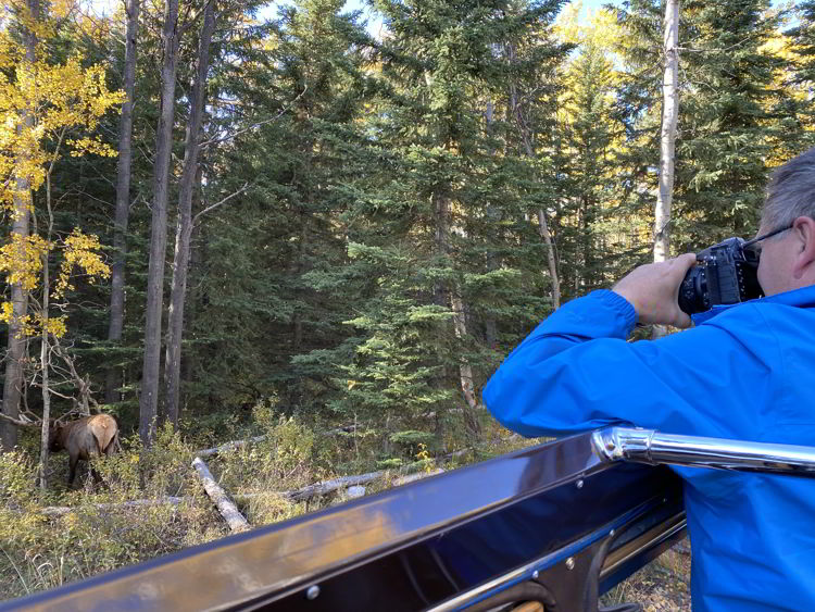 An image of a man photographing a bull elk from inside a jammer bus with Sundog Tours in Jasper National Park in Alberta, Canada. 