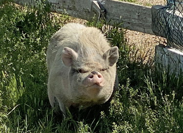 An image of a pig at Echo Dale Regional Park in Medicine Hat, Alberta, Canada. 