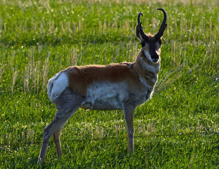 An image of a pronghorn near Medicine Hat, Alberta, Canada. 