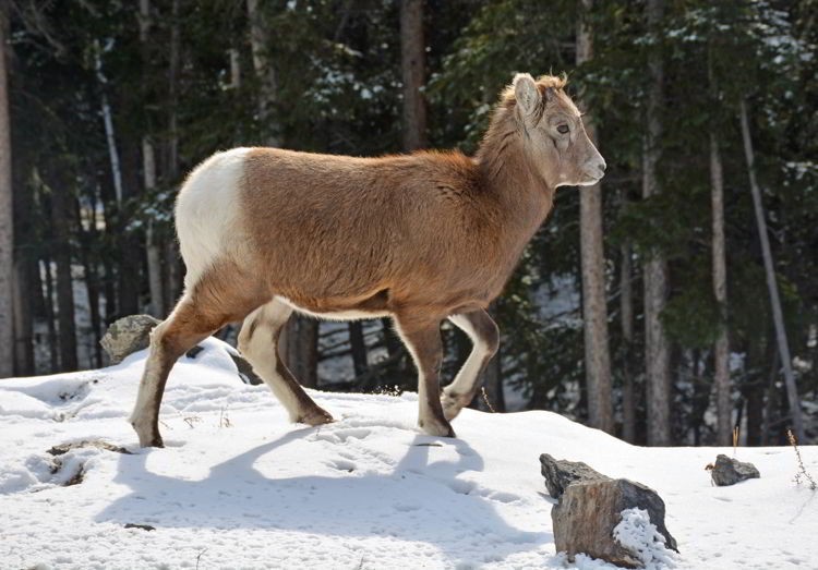 An image of a bighorn sheep in Banff National Park in winter. 