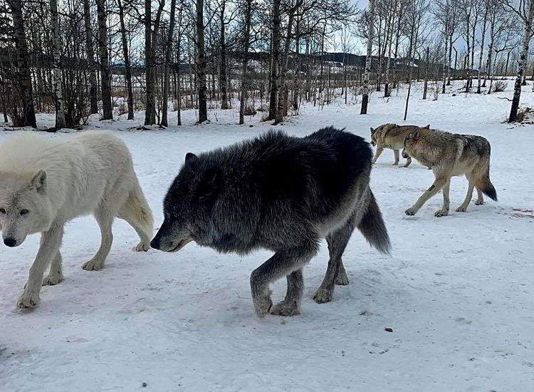 An image of four wolfdogs at Yamnuska Wolfdog Sanctuary near Calgary, Alberta.
