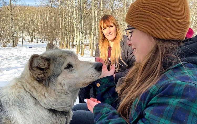 An image of a woman looking at a wolfdog at Yamnuska Wolfdog Sanctuary near Cochrane, Alberta. 