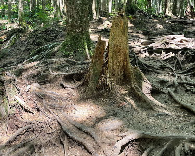 An image of tree roots on the trail to Mystic Beach, Vancouver Island in British Columbia, Canada.