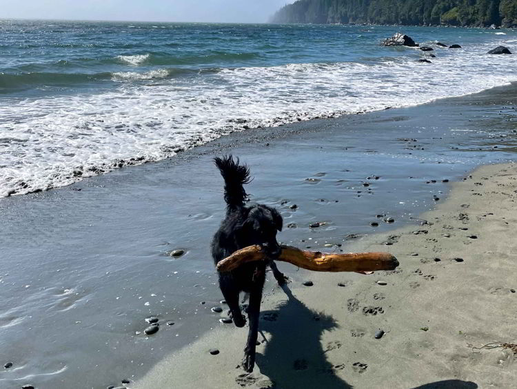 An image of a dog playing on Mystic Beach, Vancouver Island in British Columbia, Canada.