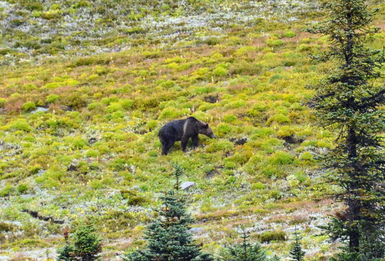 An image of a grizzly in the Purcell Mountains in British Columbia, Canada.