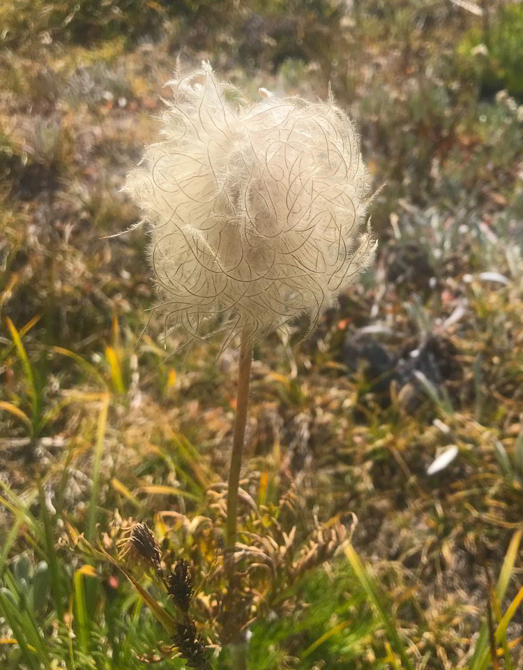 An image of a wildflower seed pod. 