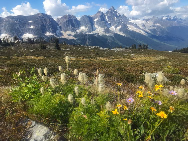 An image of wildflowers in the Purcell Mountains in British Columbia, Canada. 