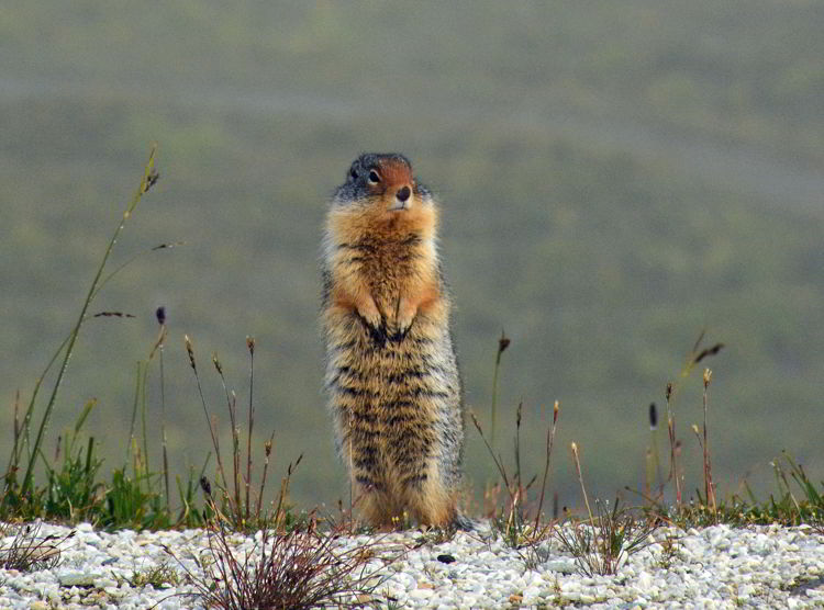 An image of a gopher standing on his hind legs.