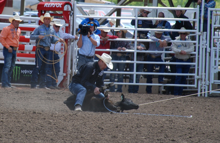 Image of the tie-down roping event at the Calgary Stampede rodeo Image of the tie-down roping event at the Calgary Stampede rodeo
