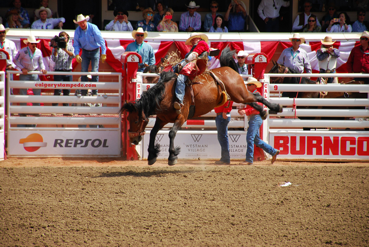 Image of a cowboy riding bareback at the Calgary Stampede rodeo Image of a cowboy riding bareback at the Calgary Stampede rodeo