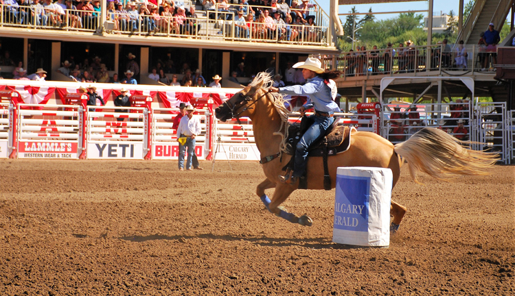 Image of barrel racing at the Calgary Stampede rodeo Image of barrel racing at the Calgary Stampede rodeo