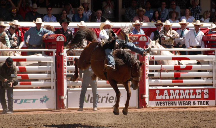 Image of a cowboy riding bareback at the Calgary Stampede rodeo Image of a cowboy riding bareback at the Calgary Stampede rodeo