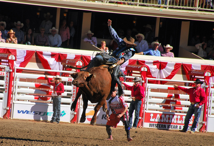 Image of bull riding at the Calgary Stampede rodeo Image of bull riding at the Calgary Stampede rodeo