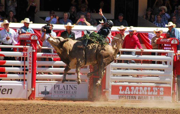 Image of bull riding at the Calgary Stampede rodeo Image of bull riding at the Calgary Stampede rodeo