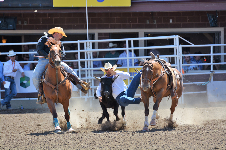 Image of steer wrestling at the Calgary Stampede rodeo Image of steer wrestling at the Calgary Stampede rodeo